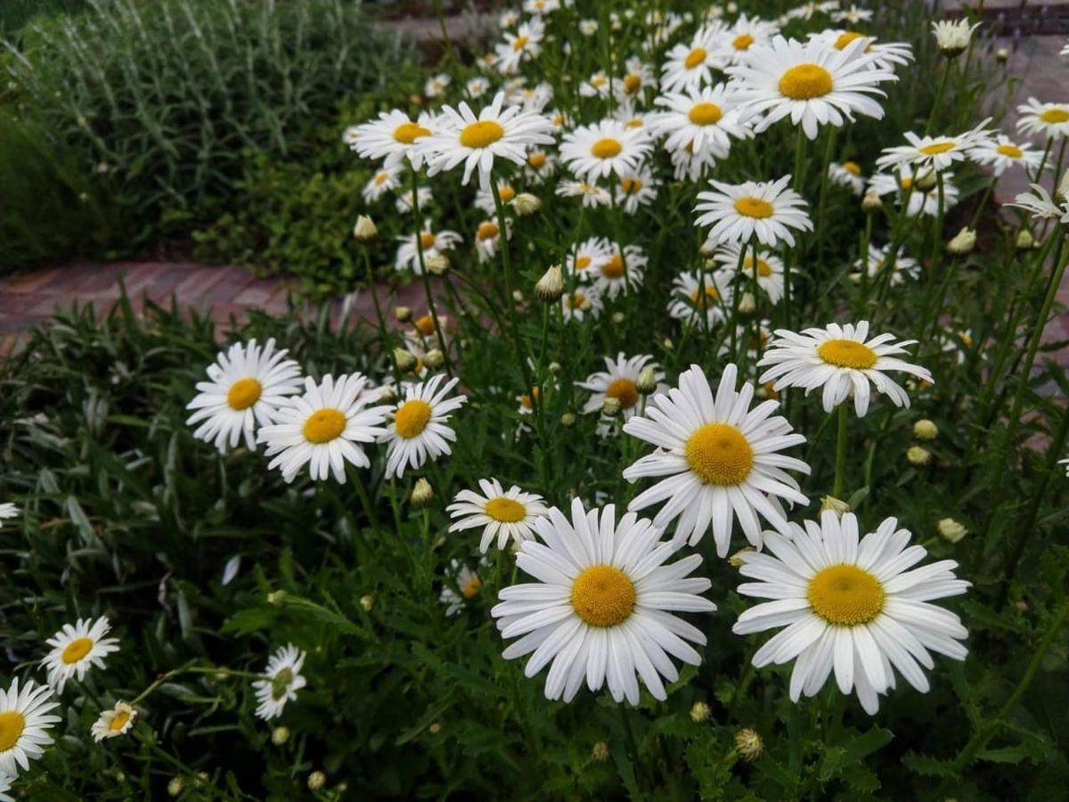 Daisy Place Franschhoek Eksteriør bilde